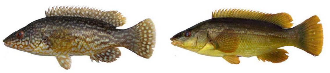Labrus bergylta_08